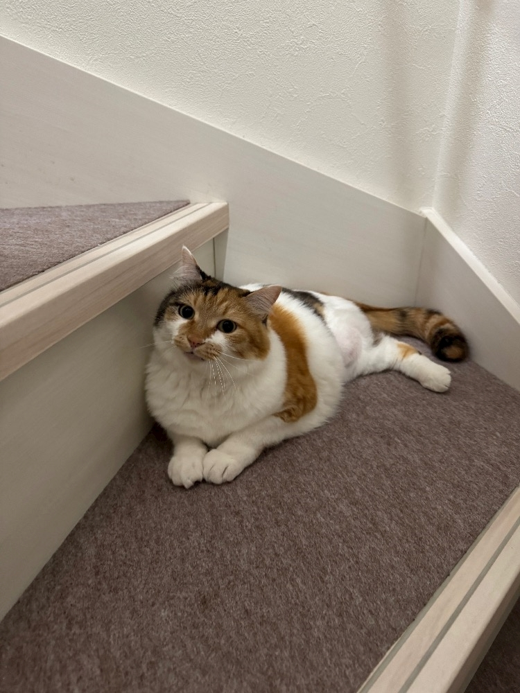 メイ