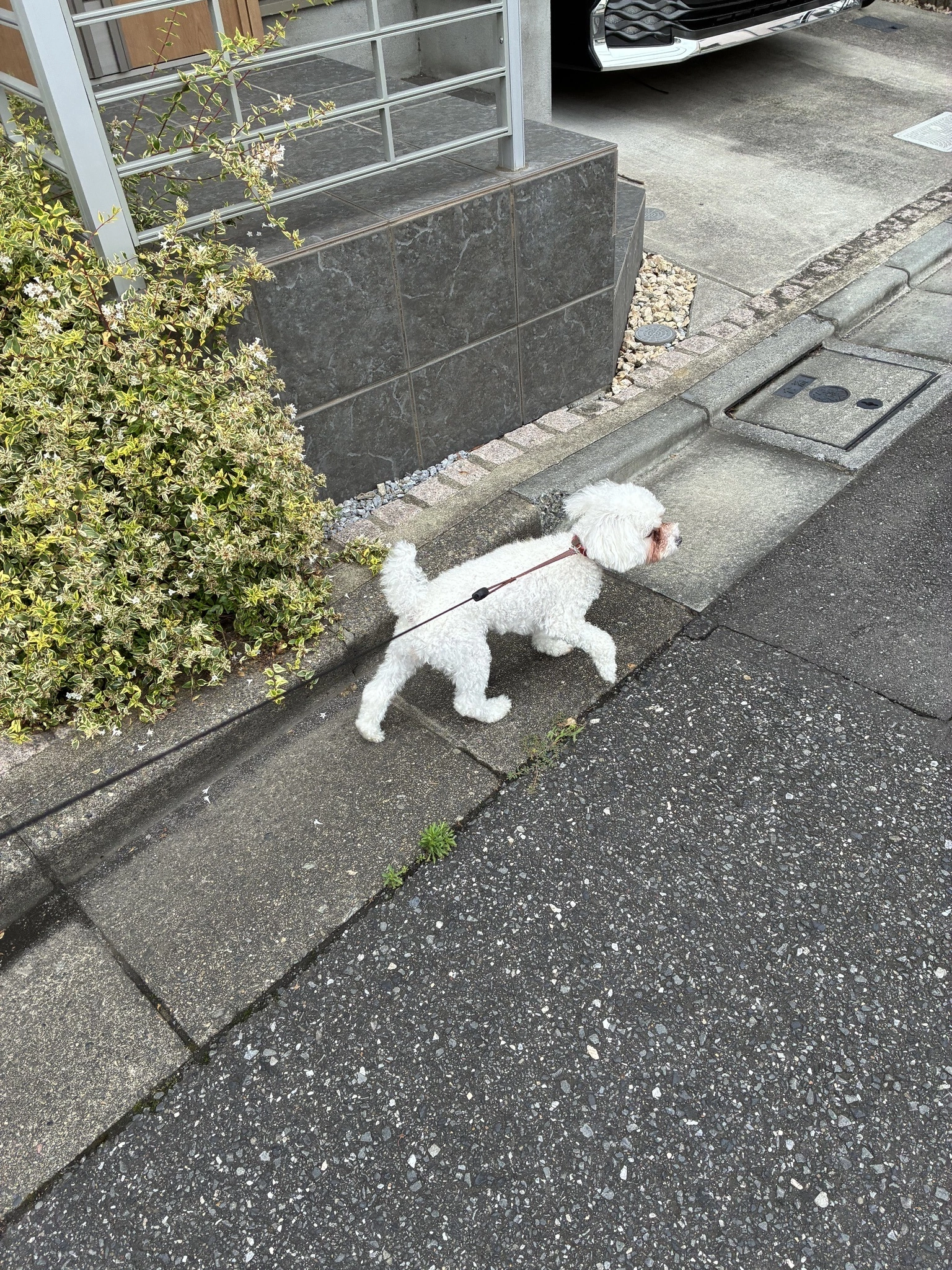 あかね
