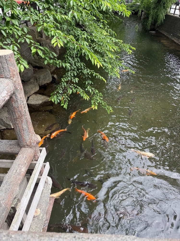 西園寺 ゆきみ
