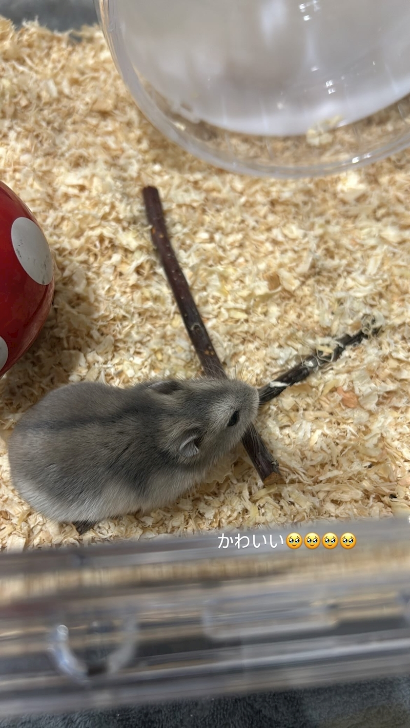 かびるんるんさわ