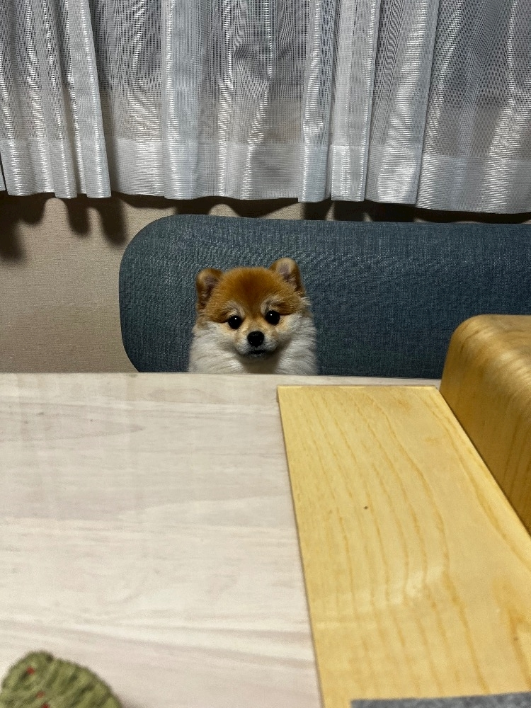 柏木 唯愛
