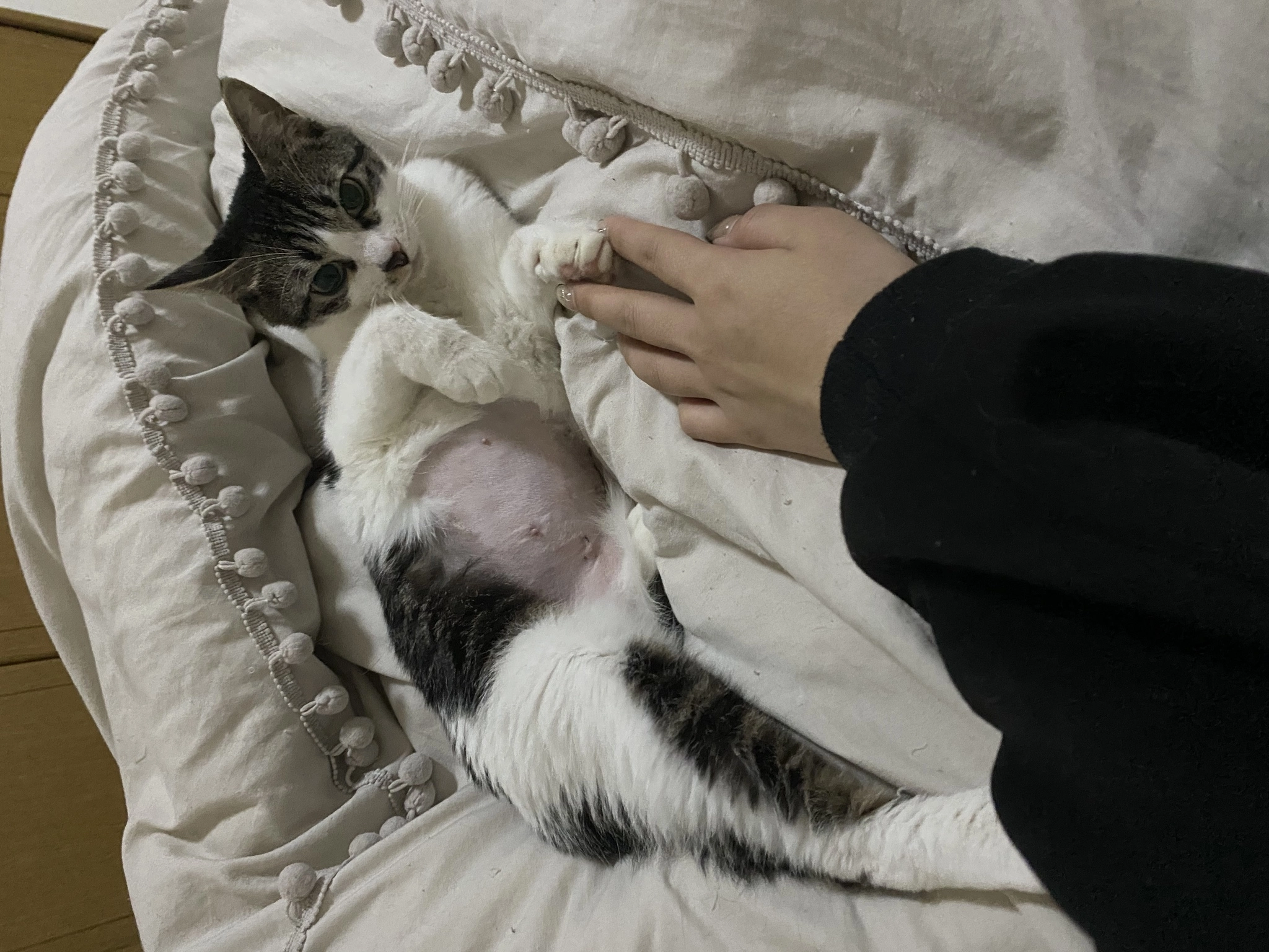 あきら