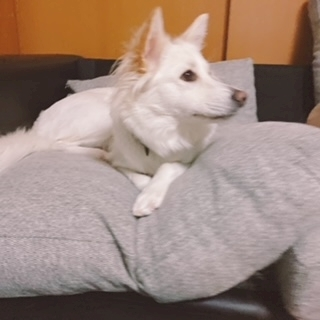 京 さゆみ