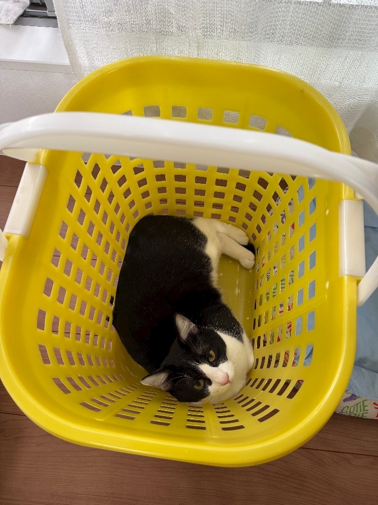 ナギ