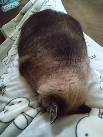 ひな