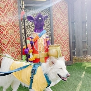 京 さゆみ