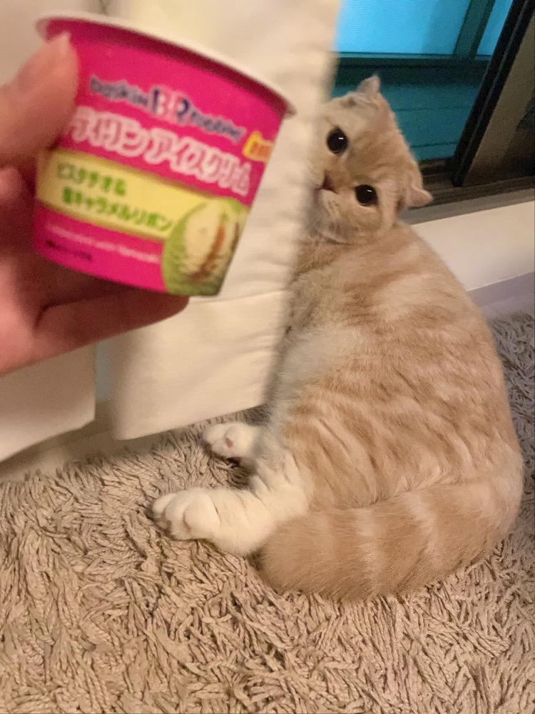 あおい