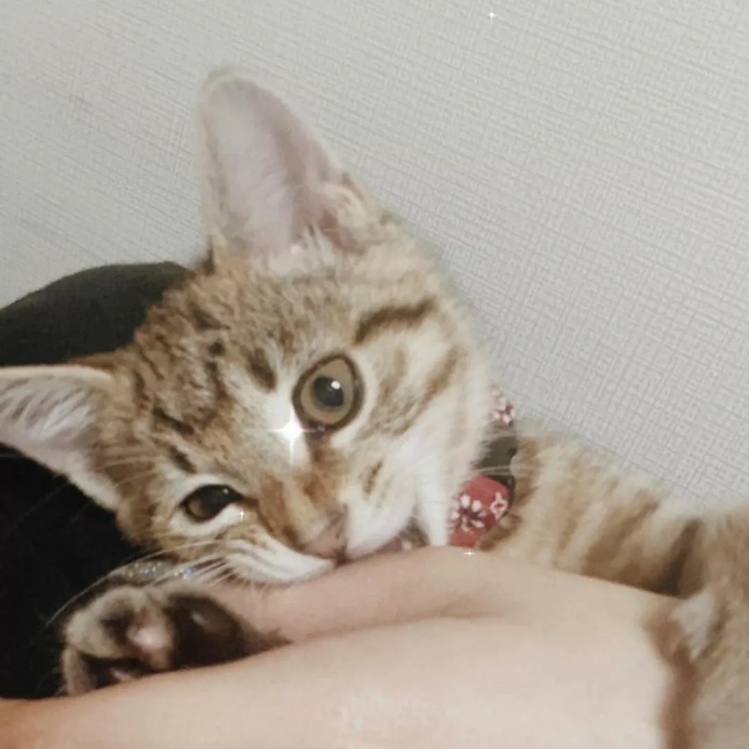 芹奈