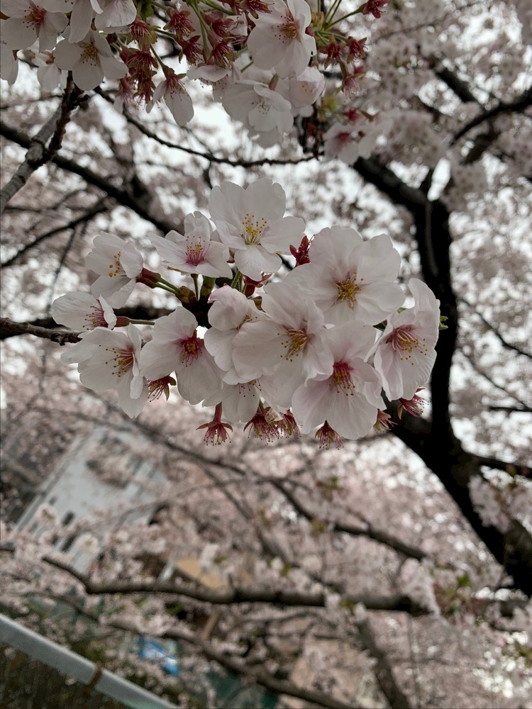 ましろ
